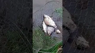 КАРАСИ ИЗ МАКСИМОВКИ