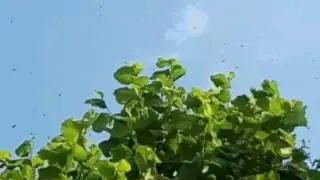 Рой или не рой