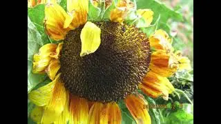 sun flowers part 2 #photography