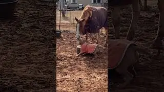 Dog And Horse Show Each Other Affection - 1534334