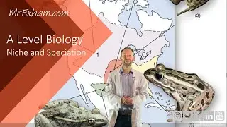 Niche and speciation - A Level Biology