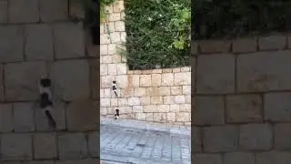 Cat kitten kitty day out