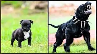 BEFORE AND AFTER ANIMALS GROWING  AMAZING ANIMAL TRANSFORMATIONS Top 11