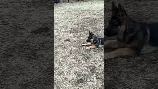 Puppy attacks big dog