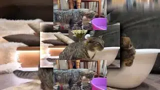 YTPMV Поменялись ЖИЗНЯМИ на 24 ЧАСА Челлендж! КОТ МАЛЫШ vs КОШКА ИСА ОБМЕН ТЕЛАМИ на ОДИН ДЕНЬ  Scan