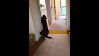 Cat really wants the mouse.
