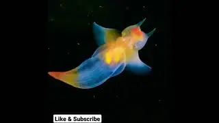 Sea angel - A swimming sea slug 
