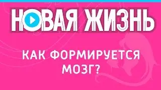 Как формируется мозг?