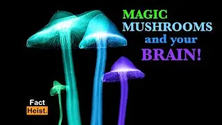PSILOCYBIN and your BRAIN . RE-UPLOAD....