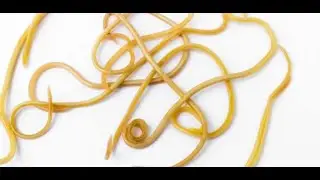INTERNAL PARASITES #dogs
