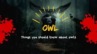 Facts you should know about owls_A beautiful bird named Owl