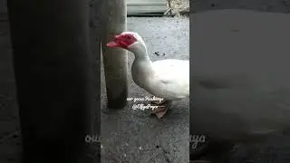 Our goose Koshanya | Наш гусь Кхъуэшаня | Гусь встречает, хвостиком виляет
