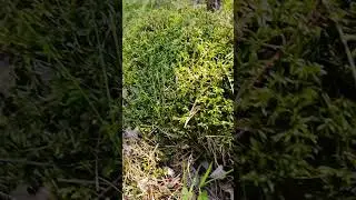 Невероятное количество грибов этим летом