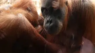 Little Orangutanbaby breastfeeding in front of me #orangutan #breastfeeding