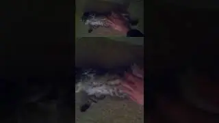 Sleepy kitten