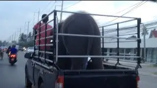 An Elephant Riding In A Pickup Truck - Kinda Odd - Phuket Thailand - Mike Swick