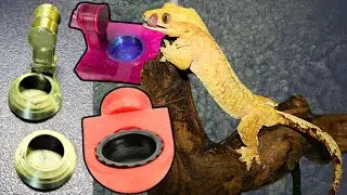 BEST Gecko Food Ledges
