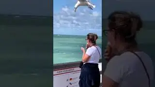 Sneaky Seagull steals a Bite of Ice Cream #funny #shorts