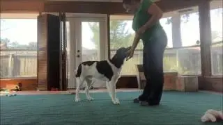 How to Teach a Retrieve to Hand