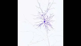 A very big neuron