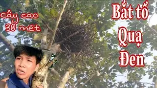 Sơn Cáo - Phát Hiện Tổ Chim Quạ Núi ll Săn Quạ Đen Về Tặng anh Hậu Cáo