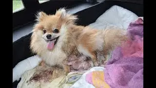 MA CHIENNE MET BAS ! ┆ Spitz nain