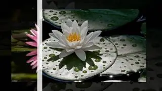 водная лилия