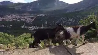 Sardinian traffic jam