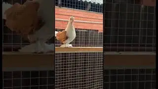 @iz4660 голуби Кубани 🤍🕊️