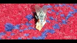Flies eating something.