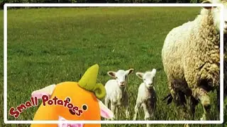 I see you coming 🥔🎵 - Compilation - Small Potatoes - Kids Songs 