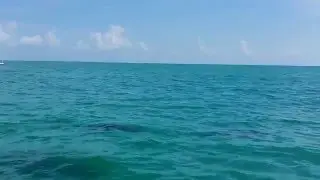 key west dolphin adventures
