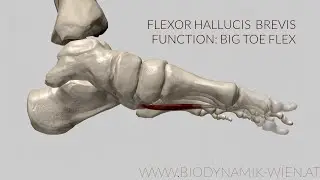 Flexor Hallucis Brevis Function: Big Toe Flex (3d Animation)