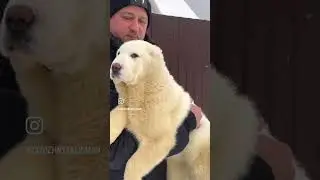 Алабай щенок 3 месяца 🧿 #таежныйталисман #алабай #щенкиалабая #сао #алабаи #питомникалабаев