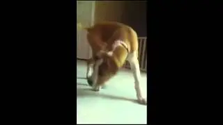 My dog is afraid of the nutcracker