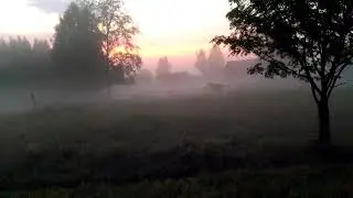 Лошадь в тумане, настоящая, а не мультяшная