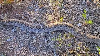 Western Diamondback Rattlesnake sleeping!