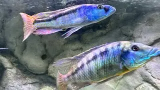 African cichlids eating some high quality repashy * bonus fry feedings*