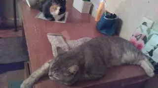 Знакомство 3. Муся🐱🐅