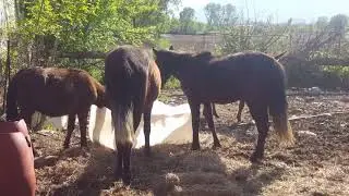 Why do horses need tails? Or why do I cut🐎tails? // Зачем Лошади Хвост ? Или зачем я стригу🐎хвосты ?