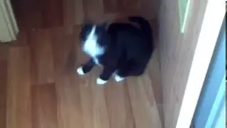 Прикол Кот и мышь