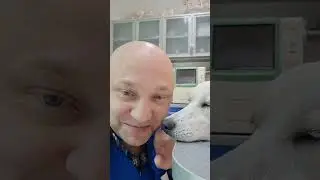 Как проходит операция по стерилизации собак, пример операции для Вас 🙏
