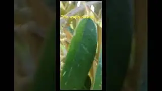 Cara ampuh durian agar cepat berbuah #tipspraktis #eyp #fypシ゚viral #pohondurian