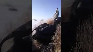 Покатушки на снегоходах, охота