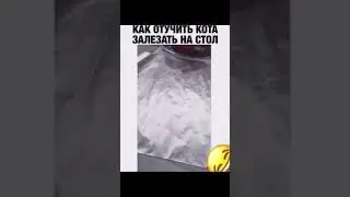 КАК НАУЧИТЬ КОТА ЛЕТАТЬ?🔥