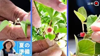 夏に花咲く盆栽、秋の実を楽しむ為の準備をしましょう【盆栽Q】
