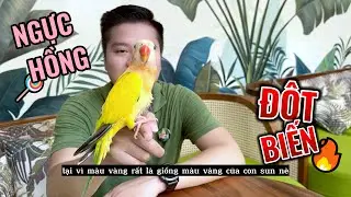 Vẹt Ngực Hồng Đột Biến Có 1 Không 2 Siêu Hiếm Có Thực Sự Đẹp | Pet Me