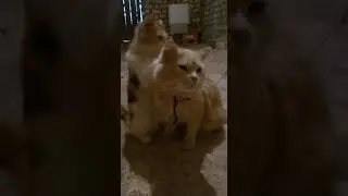 kucing ku bisa pijat plus2