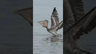 Brown pelican swallows fish whole while walking on water! 