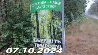 Гриб  грибочок